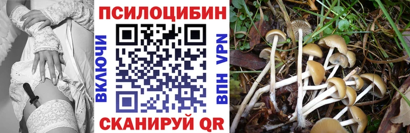 закладка  Кузнецк  Псилоцибиновые грибы Cubensis 